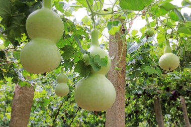 Lulong County, Hebei Eyaleti, Çin 'deki bir çiftlikte kabak olgunlaştırmaya hazır.