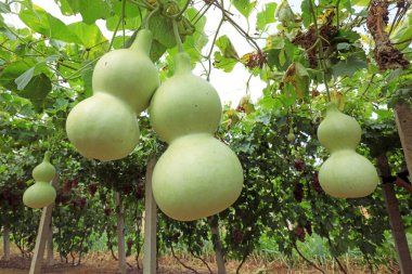 Lulong County, Hebei Eyaleti, Çin 'deki bir çiftlikte kabak olgunlaştırmaya hazır.