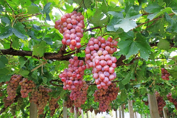 Mature grapes in a plantation in Lulong County, Hebei Province, China