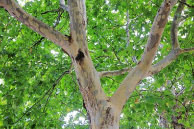 Paulownia Fortei 'nin ağaç gövdesinin yakın fotoğrafını çek.