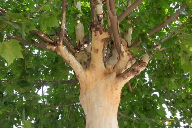 Paulownia Fortei 'nin ağaç gövdesinin yakın fotoğrafını çek.