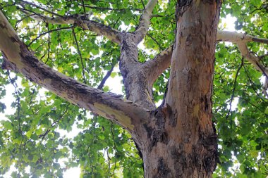Paulownia Fortei 'nin ağaç gövdesinin yakın fotoğrafını çek.