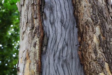 Paulownia talih kuşunun kabuğunu kapat.