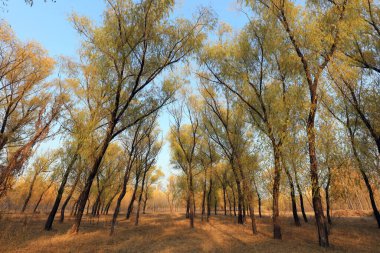 Sonbaharda ağaçlar fotoğrafın yakın çekimini yapar.