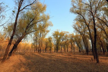 Sonbaharda ağaçlar fotoğrafın yakın çekimini yapar.