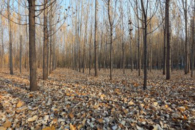 Sonbaharın sonlarında orman manzarası