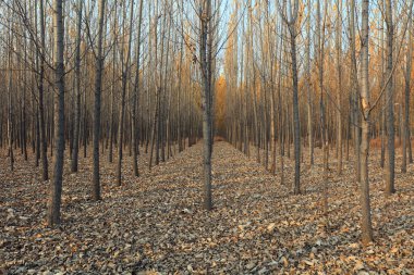 Sonbaharın sonlarında orman manzarası