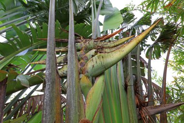 Muzun solmuş cilvesi.