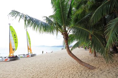 Sanya City, Çin - 2 Nisan 2019: Sanya 'da uzun hindistan cevizi ağaçlarının doğal manzarası, Sanya City, Hainan Eyaleti, Çin