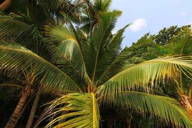 Sanya, Hainan Eyaleti, Çin 'de Hindistan cevizi ağaçları çiçek açıyor.