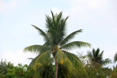 Sanya, Hainan Eyaleti, Çin 'de Hindistan cevizi ağaçları çiçek açıyor.