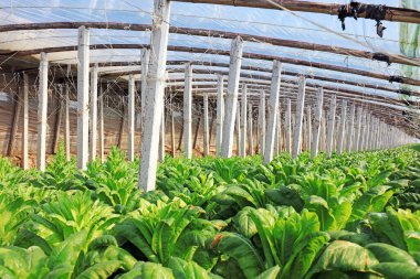 Seralarda marul çekimleri