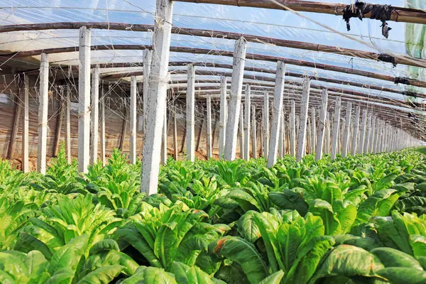 Seralarda marul çekimleri