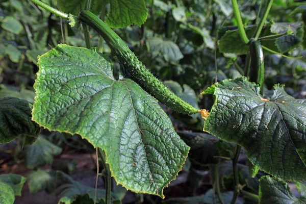 Seradaki salatalıklar fotoğrafa yakın.