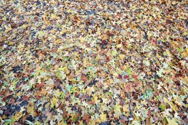 Akçaağaç yaprakları yere dökülüyor.