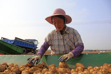 LUANNAN COUNTY, Çin - 4 Temmuz 2018: çiftçiler LUANNAN COUNTY, Hebei Eyaleti, Çin 'deki bir çiftlikte taşıma bandında patates topluyor.