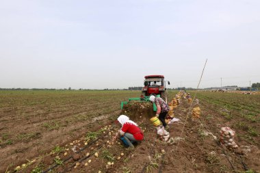 LUANNAN COUNTY, Çin - 4 Temmuz 2018: çiftçiler bir çiftlikte patates hasat ediyorlar, LUANNAN COUNTY, Hebei Eyaleti, Çin