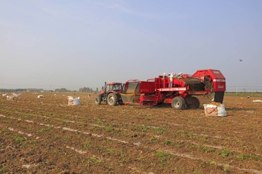 LUANNAN COUNTY, Çin - 4 Temmuz 2018: çiftçiler bir çiftlikte patates hasat ediyorlar, LUANNAN COUNTY, Hebei Eyaleti, Çin