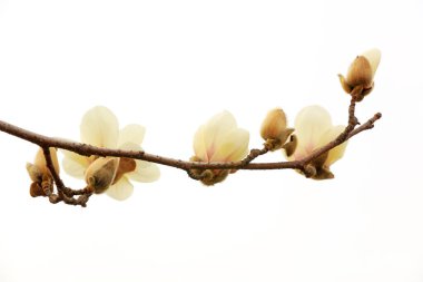 Beyaz bir sırtüstü manolya çiçeği