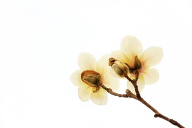 Beyaz bir sırtüstü manolya çiçeği