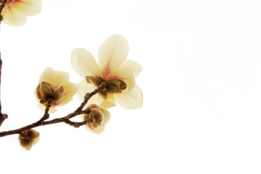 Beyaz bir sırtüstü manolya çiçeği