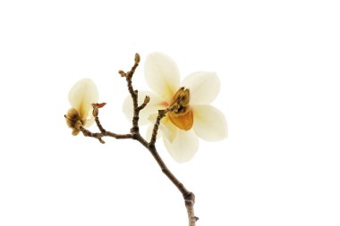 Beyaz bir sırtüstü manolya çiçeği