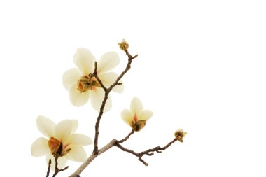 Beyaz bir sırtüstü manolya çiçeği