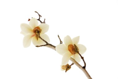 Beyaz bir sırtüstü manolya çiçeği