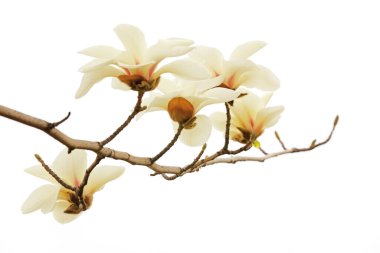 Beyaz bir sırtüstü manolya çiçeği