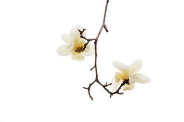 Beyaz bir sırtüstü manolya çiçeği