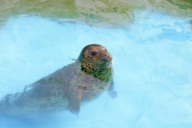 Hayvanat bahçesinde mühür