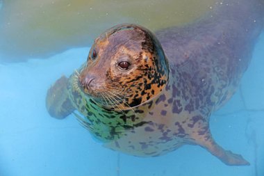 Hayvanat bahçesinde mühür