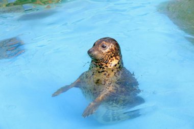 Hayvanat bahçesinde mühür