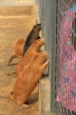 Hayvanat bahçesindeki kunduzlar
