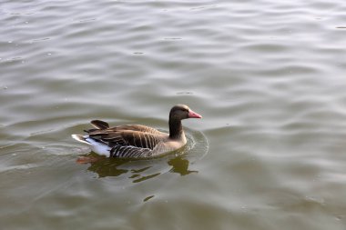 Gri kazlar park suyunda yüzer, Çin