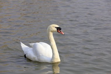 Verrucosa Kuğu, Tangshan, Çin ve Çin 'de bir parkta suda yüzer.