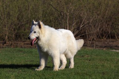 Beyaz Alman Shepher 'ın yakın plan fotoğrafı