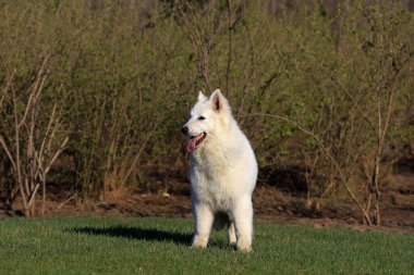 Beyaz Alman Shepher 'ın yakın plan fotoğrafı