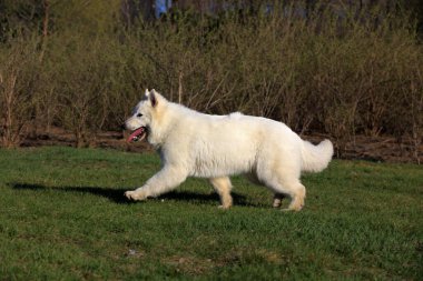 Beyaz Alman Shepher 'ın yakın plan fotoğrafı