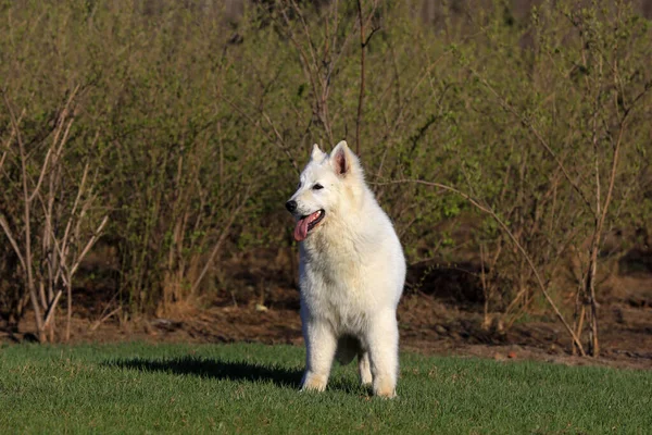 Beyaz Alman Shepher 'ın yakın plan fotoğrafı