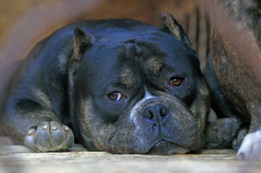 Zorba pitbull. Yakın plan fotoğraf.