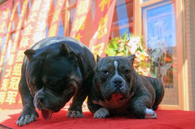 Zorba pitbull. Yakın plan fotoğraf.