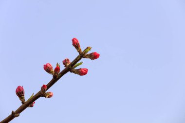 Bahçede çiçek açan Rosaceae çiçekleri, Kuzey Çin