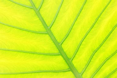 taro yaprakları fotoğrafın yakın çekim özelliğini gösterir