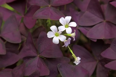 Doğal haliyle Mor Yonca