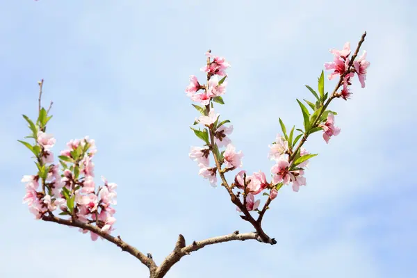 peach blossoms in the blue sky