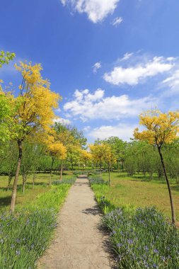 Eşitlikteki yeşil manzara