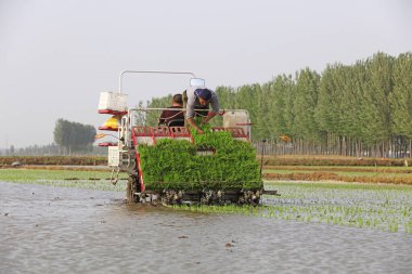 Luannan County - 14 Mayıs 2018: pirinç mekanize nakli, Luannan County, Hebei, Chin