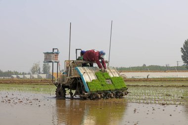 Luannan County - 14 Mayıs 2018: pirinç mekanize nakli, Luannan County, Hebei, Chin