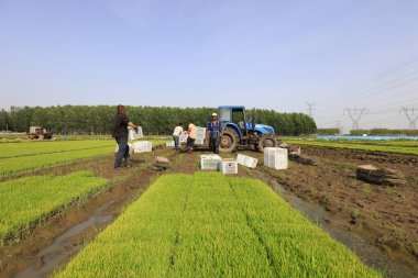 Luannan County - 14 Mayıs 2018: Çiftçiler pirinç fideleri, Luannan County, Hebei, Çin